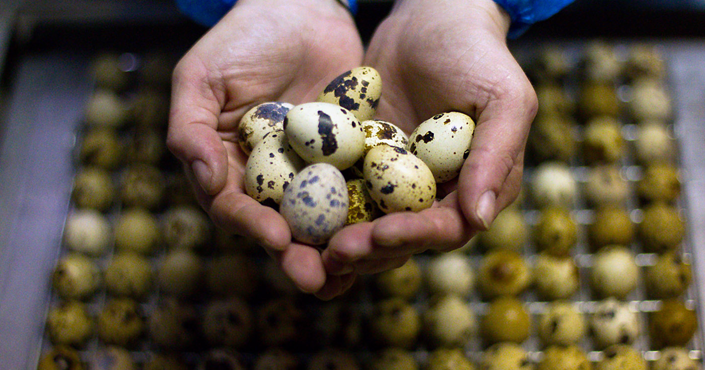 27 priežastys, kodėl putpelių kiaušiniai tokie naudingi mūsų ...